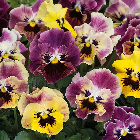 Pansy Plants -  Frizzle Sizzle Fire Mixed