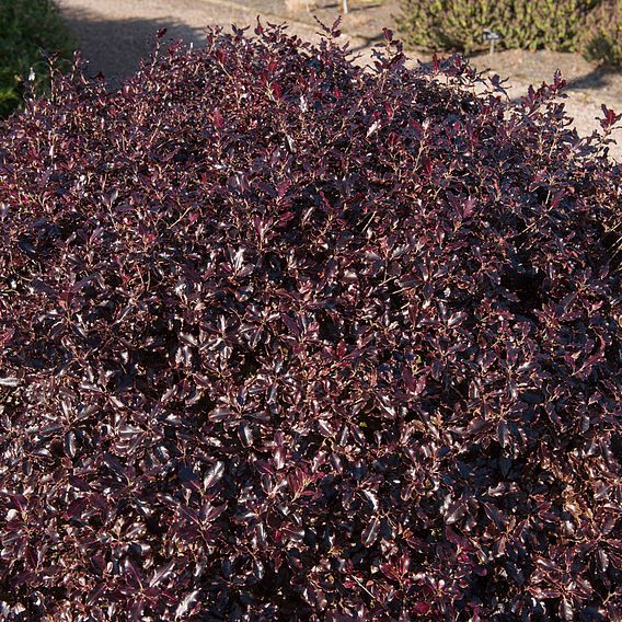 Pittosporum tenuifolium 'Tom Thumb'