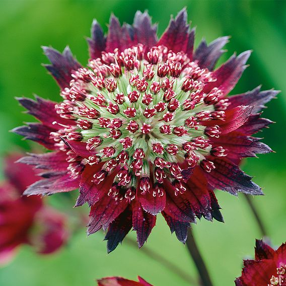 Astrantia major 'Moulin Rouge'