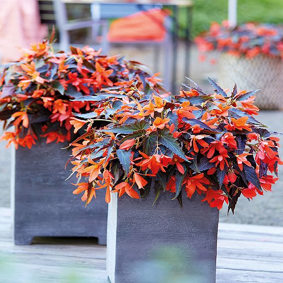 Begonia 'Bossa Nova Night Fever Papaya'