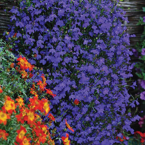 Lobelia 'Monsoon'