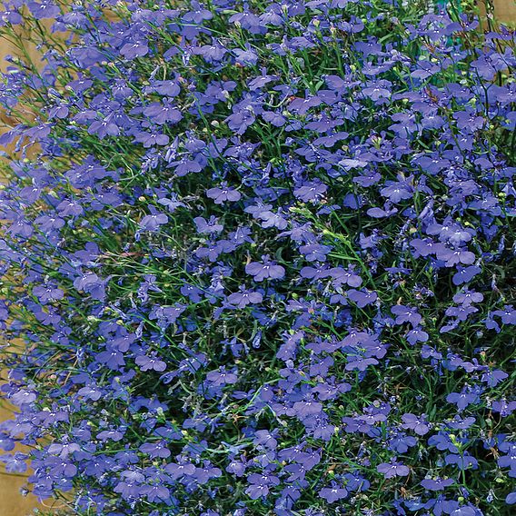 Lobelia 'Monsoon'