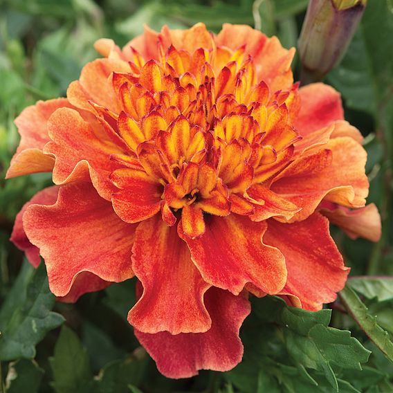 Marigold 'Strawberry Blonde'