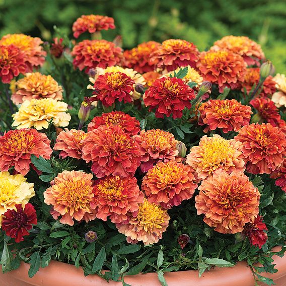 Marigold 'Strawberry Blonde'