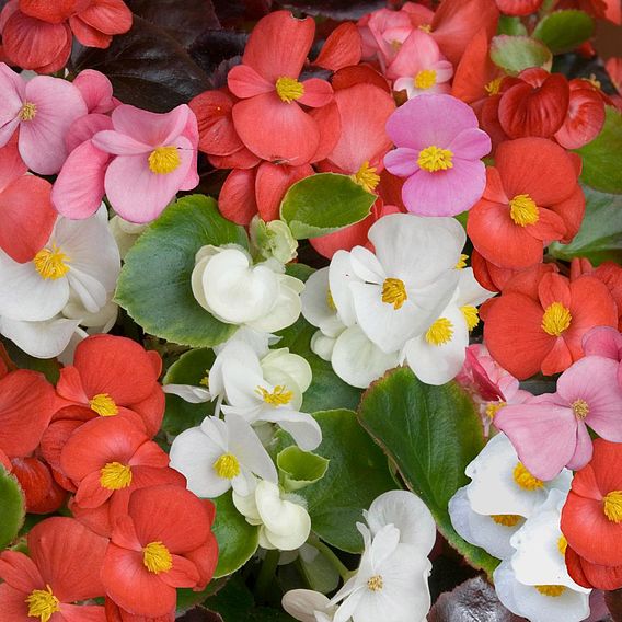 Begonia semperflorens 'Organdy Mixed' F1 Hybrid