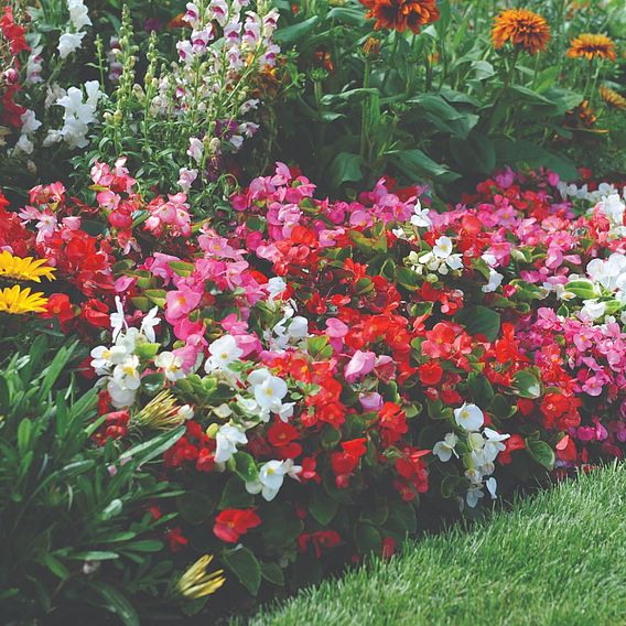 Begonia Organdy Mixed