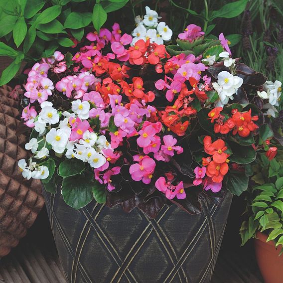 Begonia semperflorens 'Organdy Mixed' F1 Hybrid