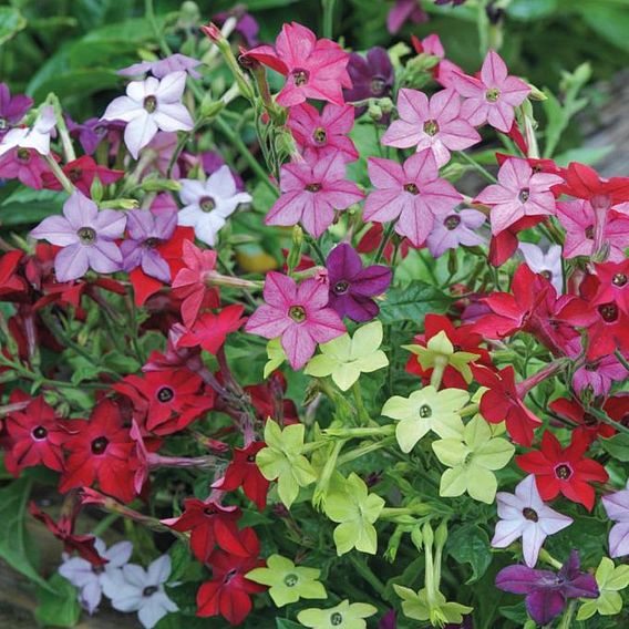 Nicotiana 'Eau de Cologne Mixed'