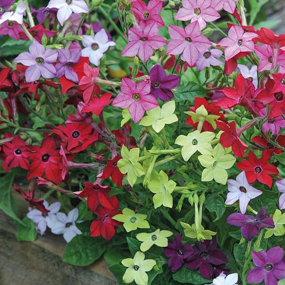 Nicotiana 'Eau de Cologne Mixed'