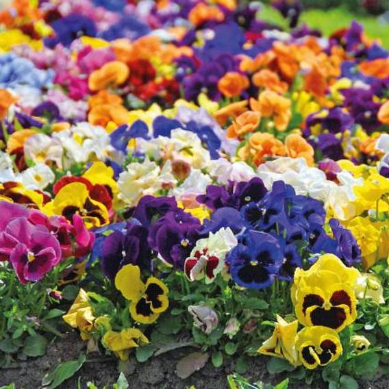 Pansy 'Summertime Mix'
