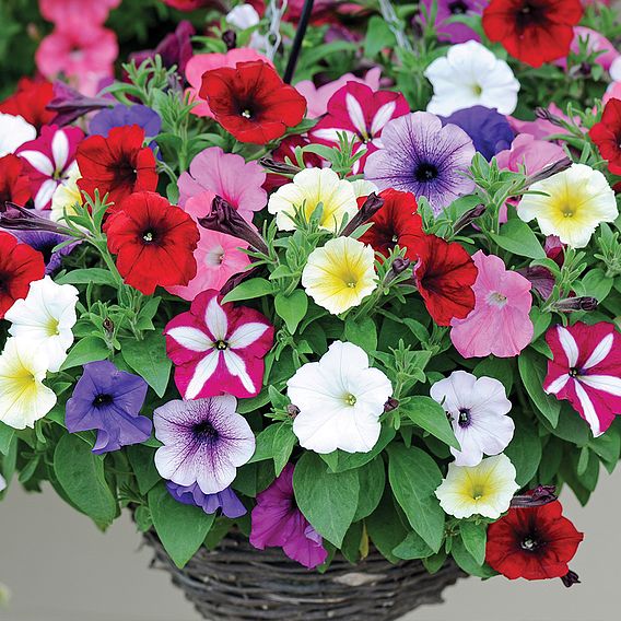 Petunia 'Easy Wave Ultimate Mixed'