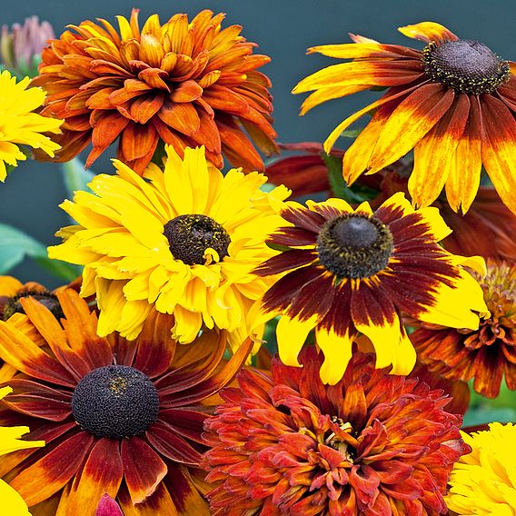 Rudbeckia 'All Sorts Mixed'