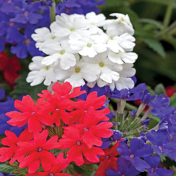 Verbena 'Union Jack Mixed'