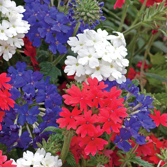 Verbena 'Union Jack Mixed'