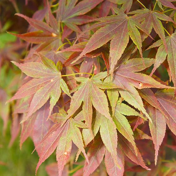 Acer palmatum plant