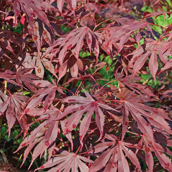 Acer palmatum