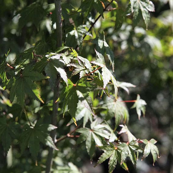 Acer palmatum plant