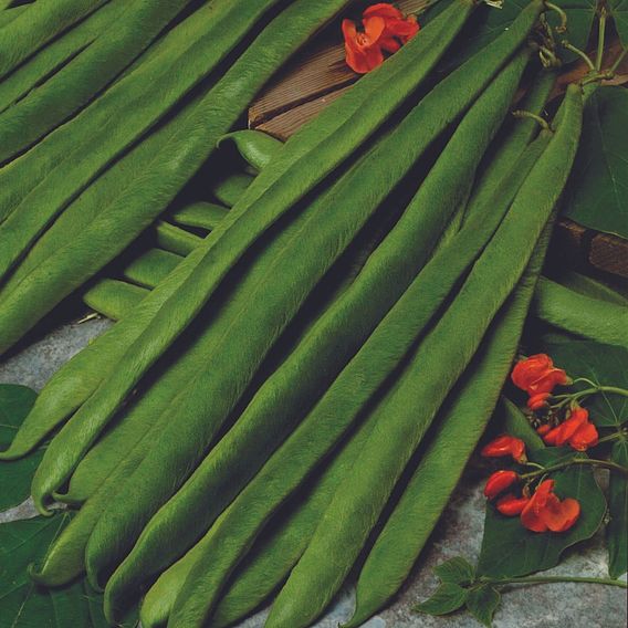 Runner Bean Duo Mixed