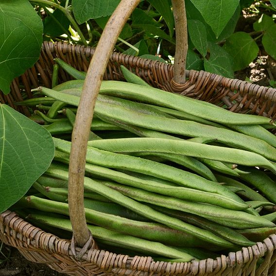 Runner Bean Duo Mixed