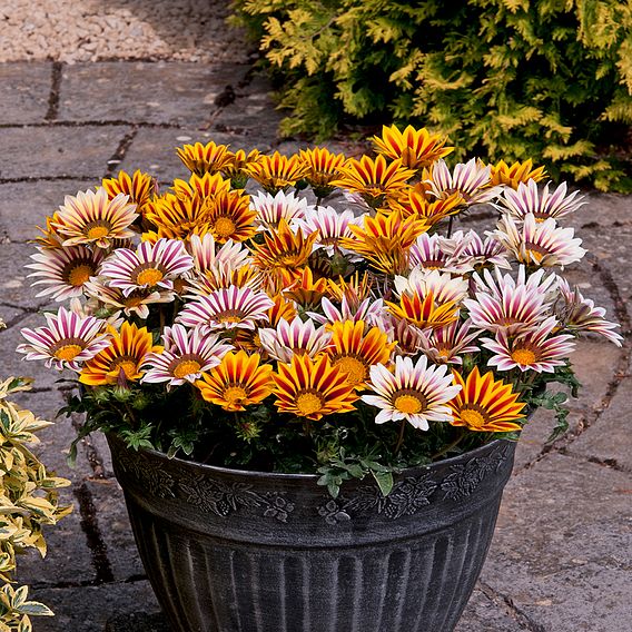 Gazania 'Tiger Stripes Mixed'