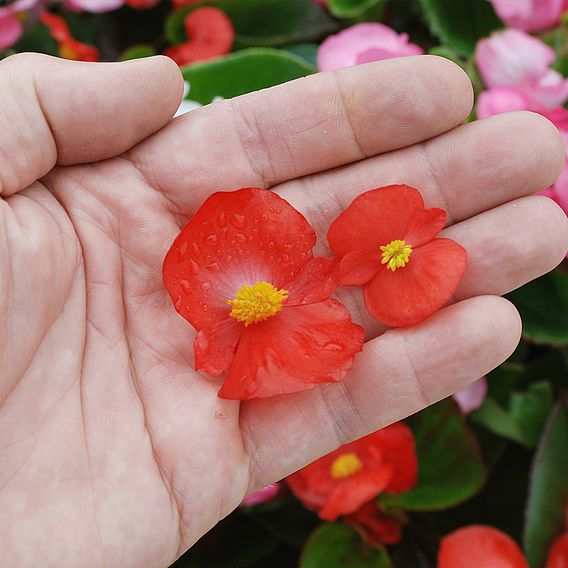 Begonia semperflorens 'Lotto Mixed'