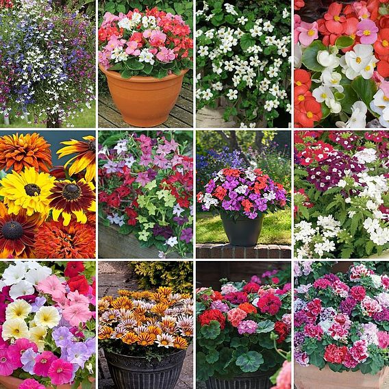Summer Bumper Garden Collection