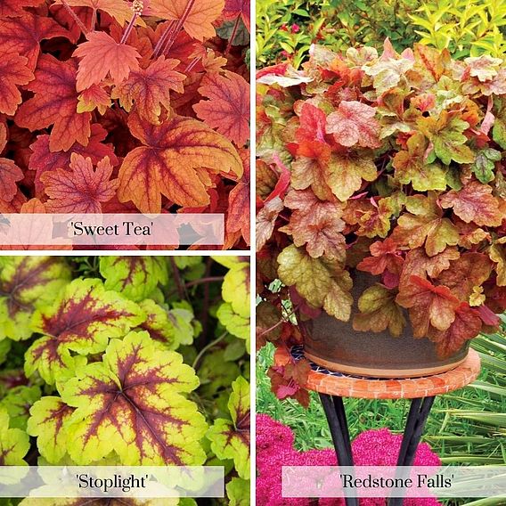 Heucherella 'Trailing Trio'