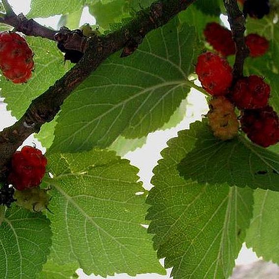 Mulberry 'Charlton House'