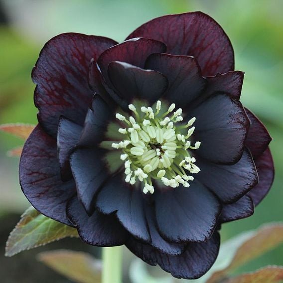Hellebore 'Double Black'