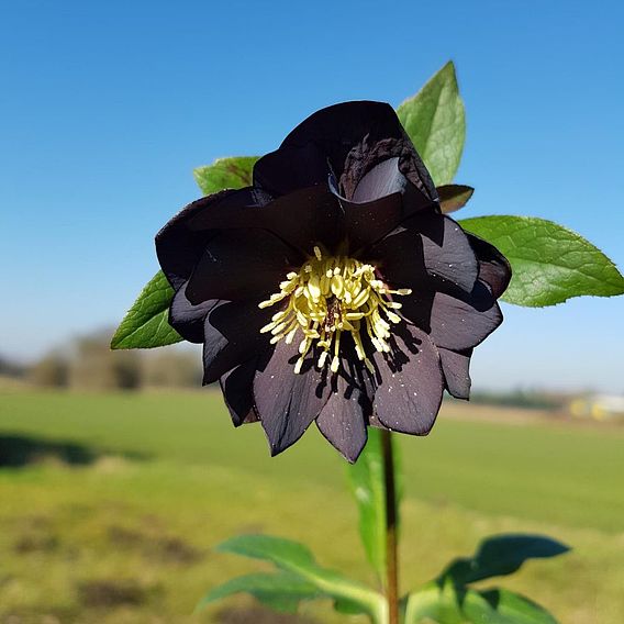 Hellebore 'Double Black'