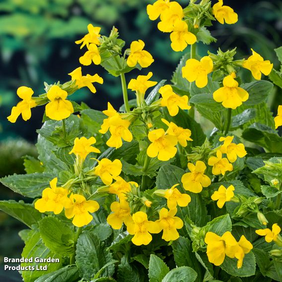 Mimulus luteus (Marginal Aquatic)