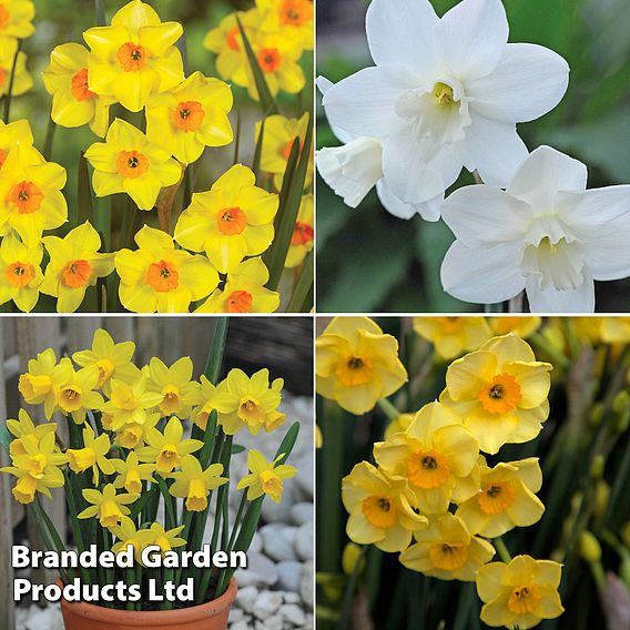 Narcissus & Allium Bumper Collection