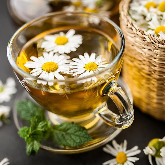 Chamomile Seeds - Calming Sleep Soother