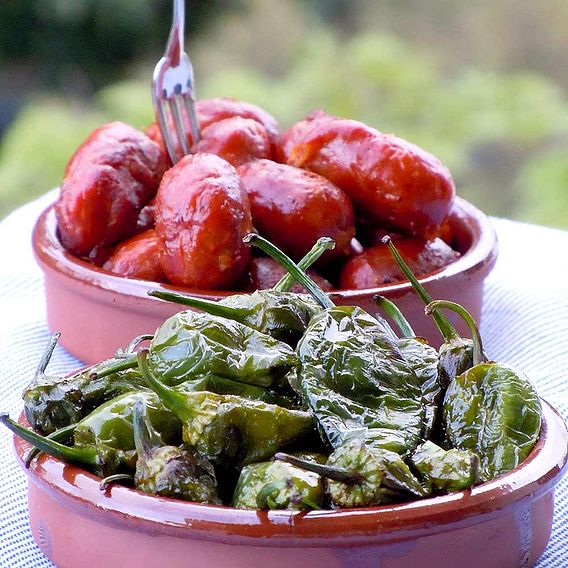 Chilli Pepper 'Padron' - Seeds