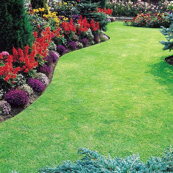 Rapid Green Self-Repairing Lawn Seed