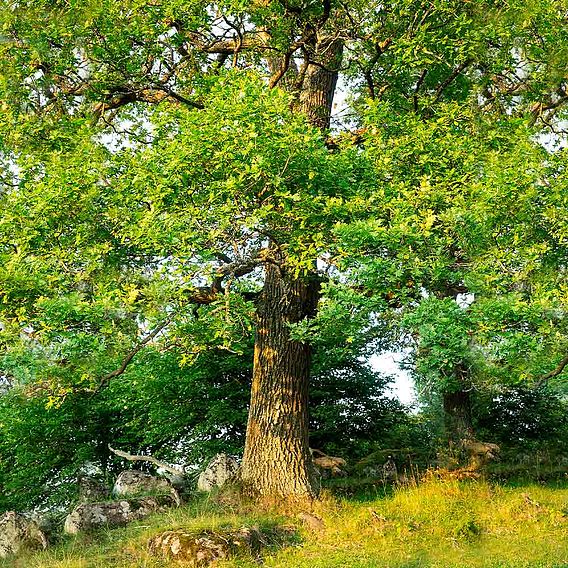 Truffle Tree - Oak
