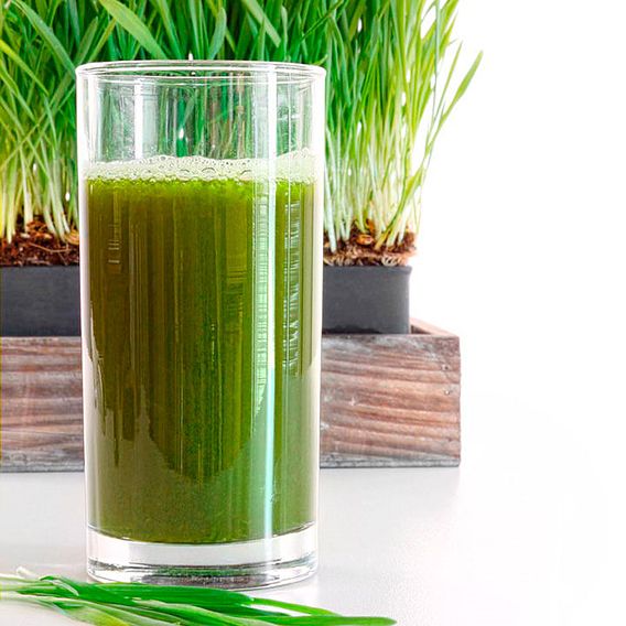 Wheatgrass Shoots - Seeds