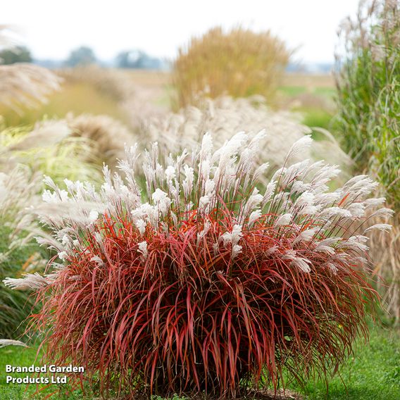 Miscanthus 'Lady in Red'