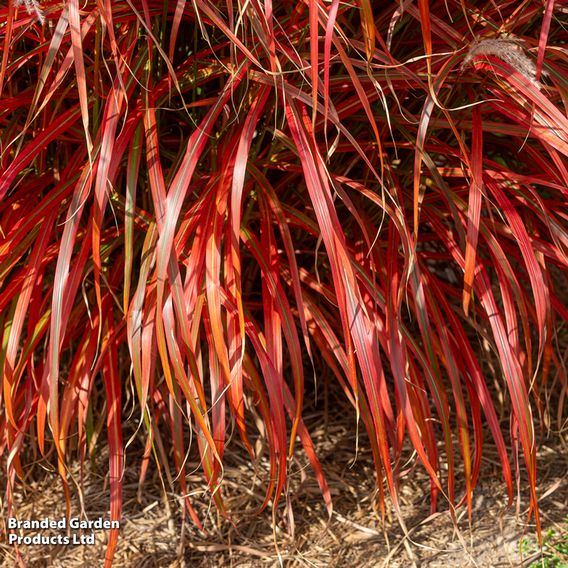 Miscanthus 'Lady in Red'