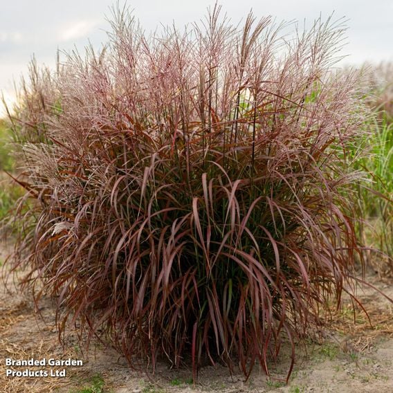 Miscanthus 'Lady in Red'