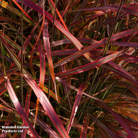 Miscanthus 'Lady in Red'
