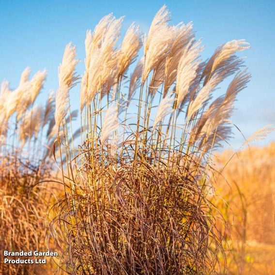 Miscanthus 'Lady in Red'