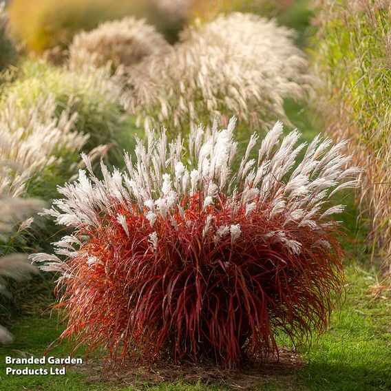 Miscanthus 'Lady in Red'