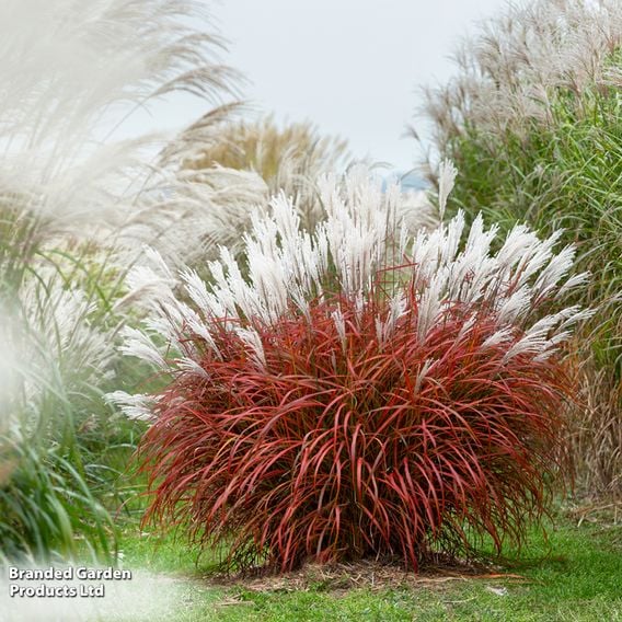 Miscanthus 'Lady in Red'