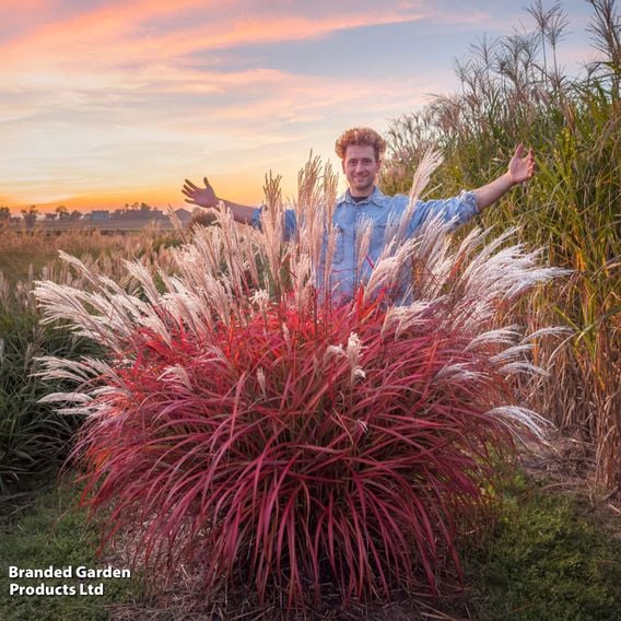 Miscanthus 'Lady in Red'