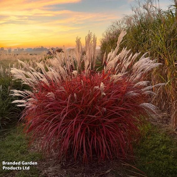 Miscanthus 'Lady in Red'