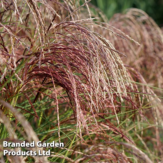 Miscanthus 'Red Cloud'