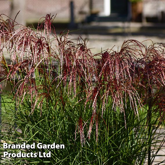 Miscanthus 'Red Cloud'