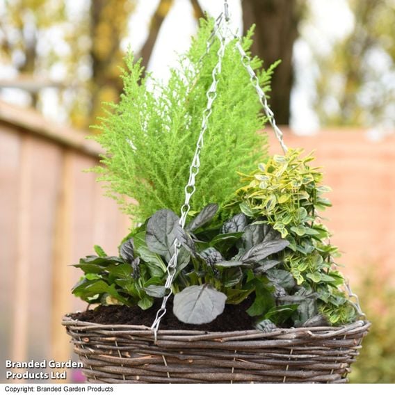 Autumn Sunset Mix (Pre-Planted Basket)