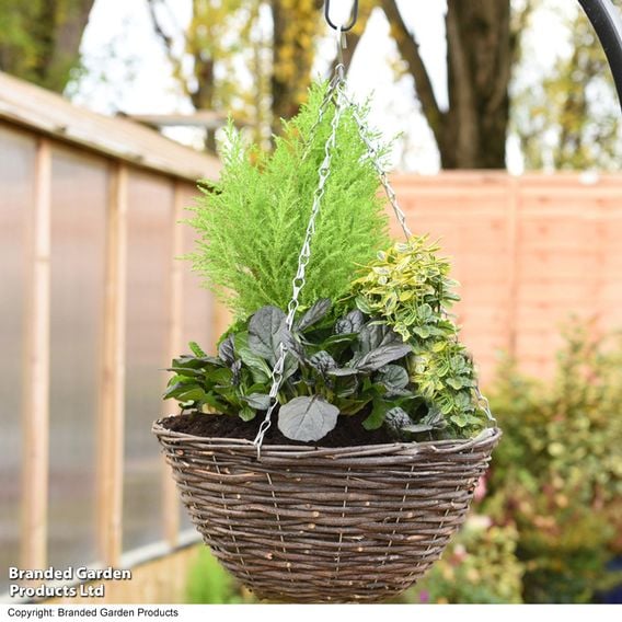 Autumn Sunset Mix (Pre-Planted Basket)